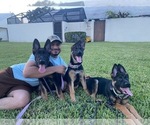 Small #1 German Shepherd Dog