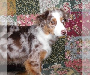 Miniature American Shepherd Puppy for sale in HARRISON, OH, USA