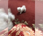 Small Photo #2 Maltese Puppy For Sale in HOUSTON, TX, USA