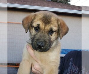 Cleo (Pup 1 GREEN) - Female Huskies -Unknown Mix Dog for Adoption - Photo #3