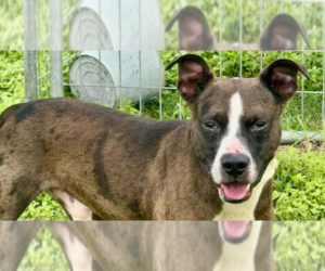 Mutt Dogs for adoption in Abbeville, LA, USA