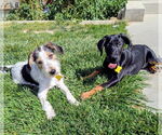 Small #6 Doberman Pinscher