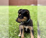 Small #3 German Shepherd Dog Mix