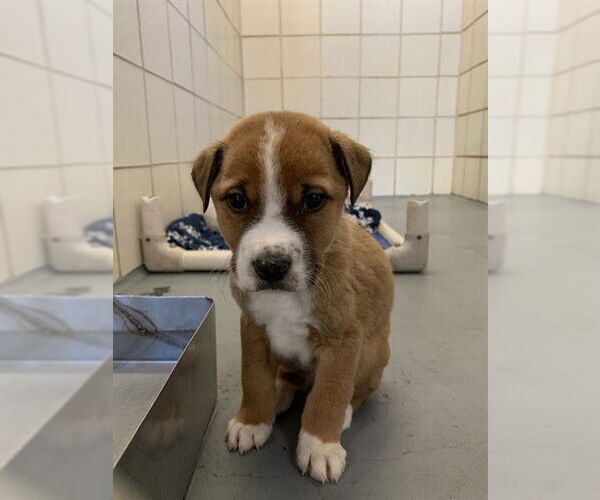 Medium Photo #1 Mutt Puppy For Sale in Corpus Christi, TX, USA