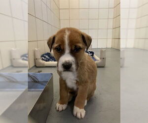 Mutt Dogs for adoption in Corpus Christi, TX, USA