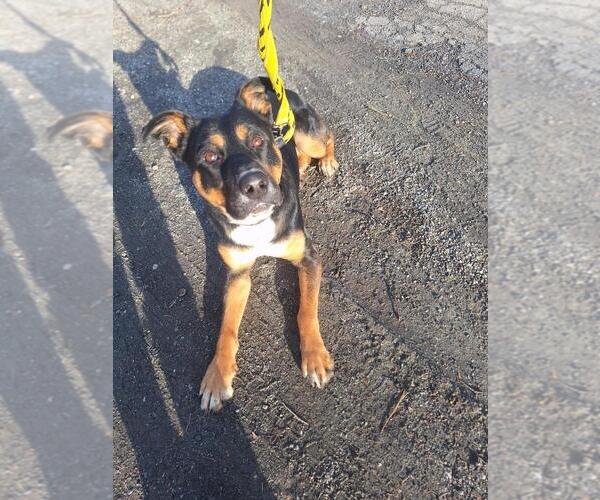 Medium Photo #42 Rottweiler-Unknown Mix Puppy For Sale in Brewster, NY, USA