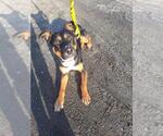 Small #41 Rottweiler Mix