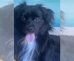 Small #1 Papillon-Spaniel Mix