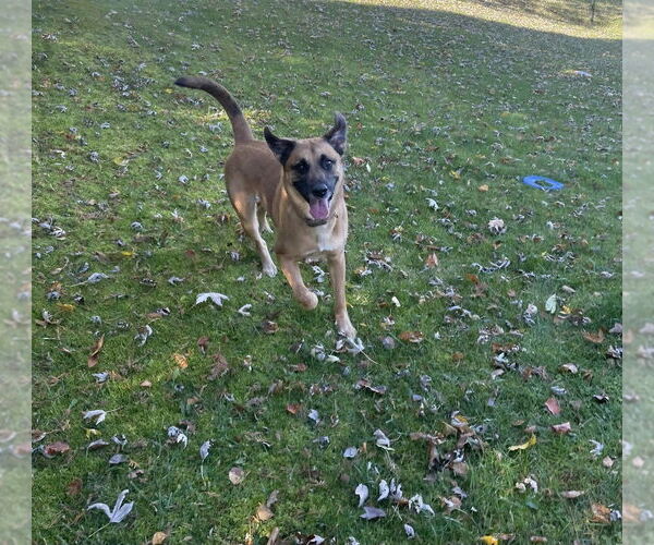 Medium Photo #1 Mutt Puppy For Sale in Springdale, PA, USA