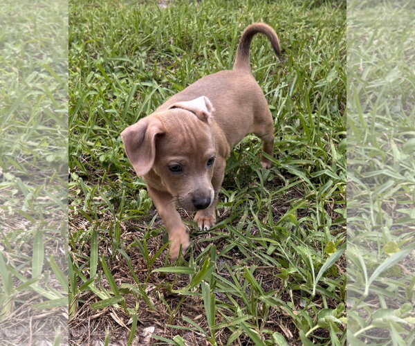 Medium Photo #4 Dachshund-Unknown Mix Puppy For Sale in Royal Palm Beach, FL, USA