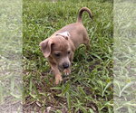 Small #3 Dachshund Mix