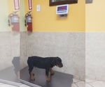 Small Photo #4 Rottweiler Puppy For Sale in SPRING, TX, USA