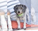 Small #1 Poodle (Miniature)