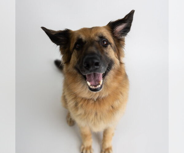 Medium Photo #19 German Shepherd Dog Puppy For Sale in Fargo, ND, USA