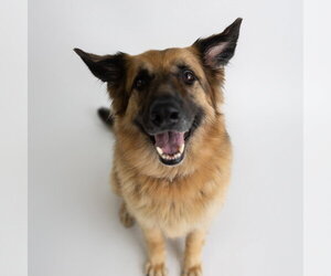 Pippi - Female German Shepherd Dog Dog for Adoption - Photo #19
