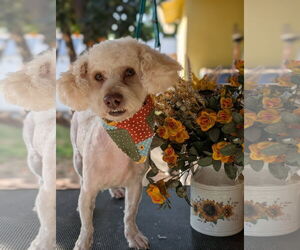Cocker Spaniel-Unknown Mix Dogs for adoption in Tustin, CA, USA