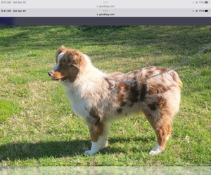 Mother of the Australian Shepherd puppies born on 05/18/2024