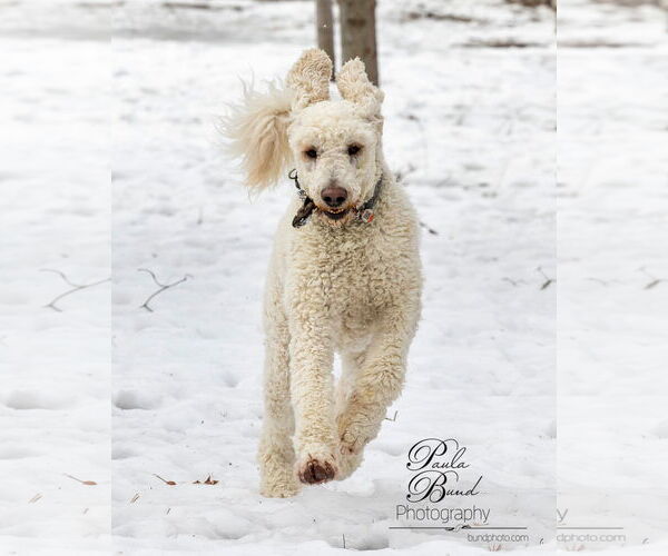 Medium Photo #2 Poodle (Standard) Puppy For Sale in Bowmanville, Ontario, Canada