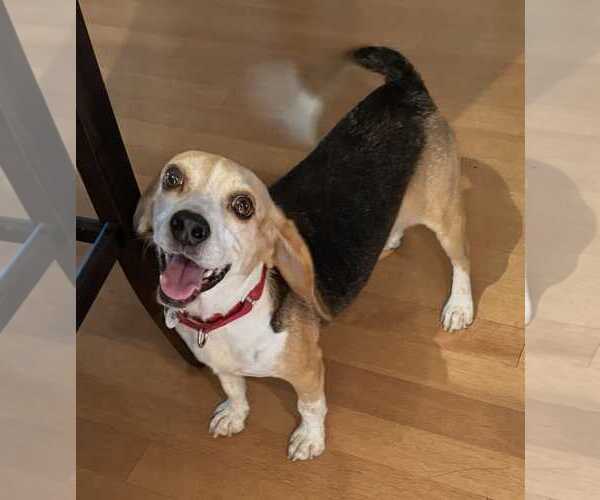 Medium Photo #3 Beagle Puppy For Sale in Dunnellon, FL, USA