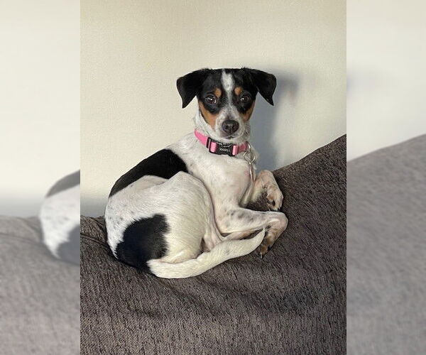 Medium Photo #8 Mutt Puppy For Sale in St. Louis Park, MN, USA