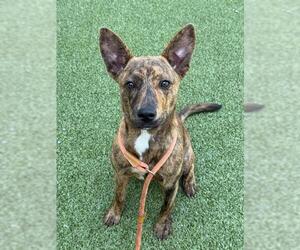 Medium Plott Hound Mix