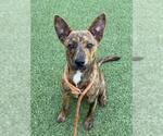 Small Plott Hound Mix