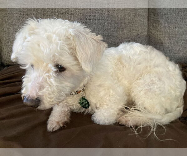 Medium Photo #5 Bichon Frise Puppy For Sale in Rootstown, OH, USA