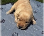 Puppy Puppy 8 Labrador Retriever