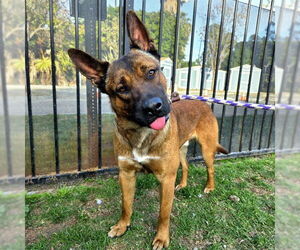 Akita-German Shepherd Dog Mix Dog for Adoption in Long Beach, California USA