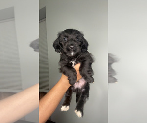 Cock-A-Poo-Jack Russell Terrier Mix Litter for sale in EAST ORANGE, NJ, USA