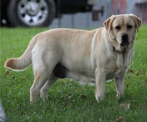 Mother of the Labrador Retriever puppies born on 10/17/2025