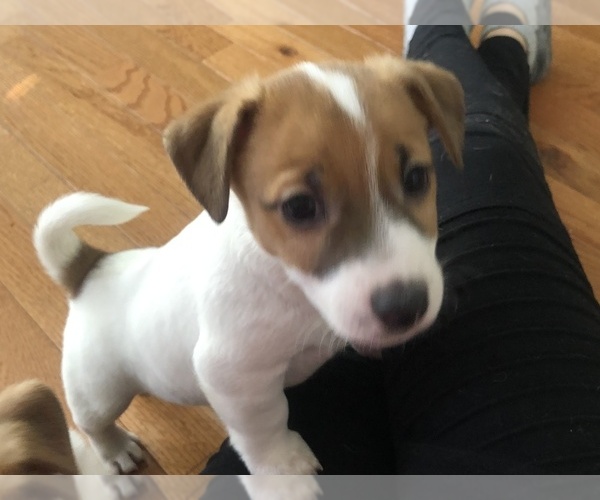 Medium Photo #18 Jack Russell Terrier Puppy For Sale in CHANTILLY, VA, USA