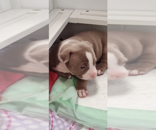 Medium Photo #22 American Bully Puppy For Sale in COUDERSPORT, PA, USA