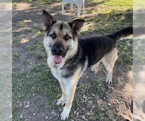 German Shepherd Dog Dogs for adoption in Conroe, TX, USA