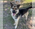 Small German Shepherd Dog