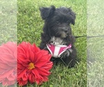 Small #9 Morkie