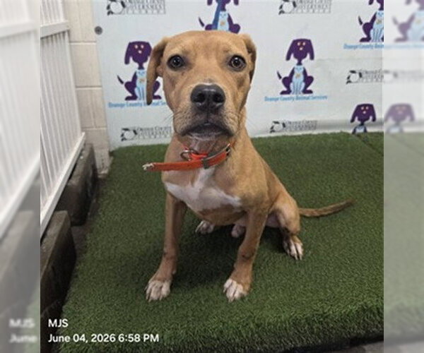 Medium Photo #1 Mutt Puppy For Sale in Orlando, FL, USA