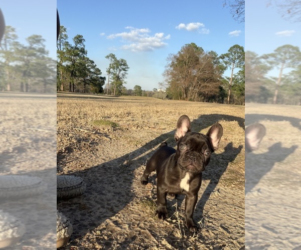 Medium Photo #8 French Bulldog Puppy For Sale in BONAIRE, GA, USA