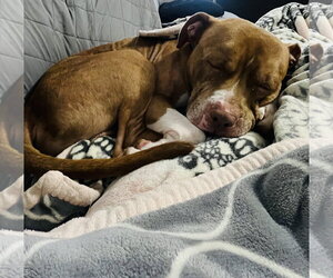Coco Ross - Male Staffordshire Bull Terrier-Unknown Mix Dog for Adoption - Photo #21