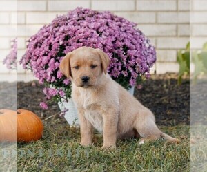 Labrador Retriever Puppy for sale in MORGANTOWN, PA, USA