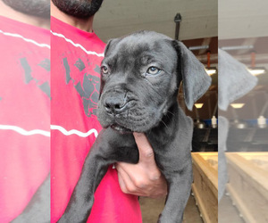 Boerboel Puppy for sale in CINCINNATI, OH, USA