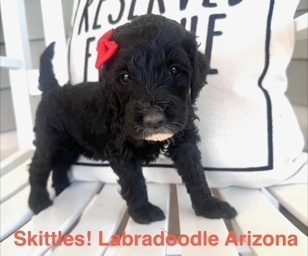 Medium Photo #1 Labradoodle Puppy For Sale in SAFFORD, AZ, USA