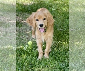 Golden Cavalier Puppy for sale in WELLINGTON, CO, USA