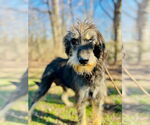 Small Photo #4 Aussiedoodle Puppy For Sale in Pacolet, SC, USA