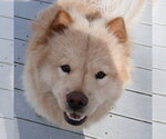 Small #3 Chow Chow