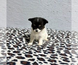 Papillon Puppy for sale in BELTON, MO, USA