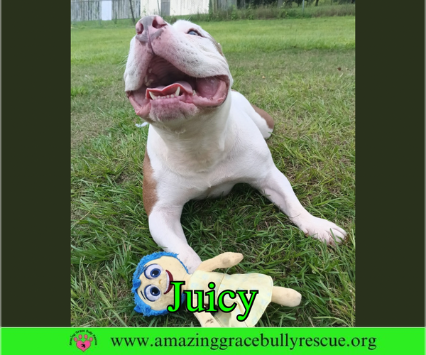 Medium Photo #6 Bulldog Puppy For Sale in Milton, FL, USA