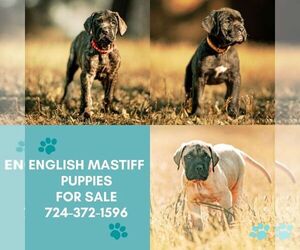 Mastiff Puppy for sale in GROVE CITY, PA, USA