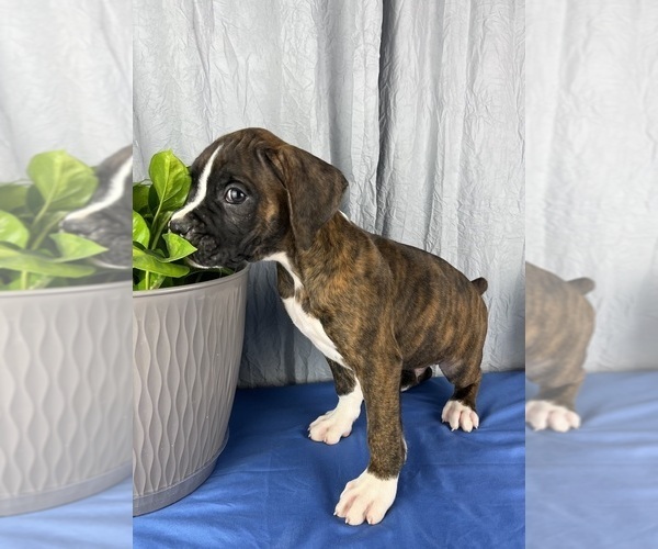 Medium Photo #2 Boxer Puppy For Sale in GREENWOOD, IN, USA