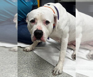 Mastiff Dogs for adoption in Naples, FL, USA